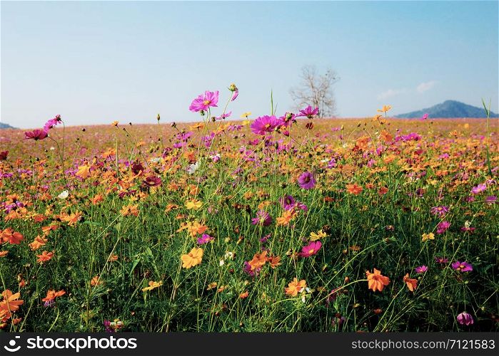 Cosmos on field with blue sky at sunlight in winter.