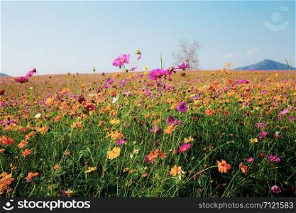 Cosmos on field with blue sky at sunlight in winter.