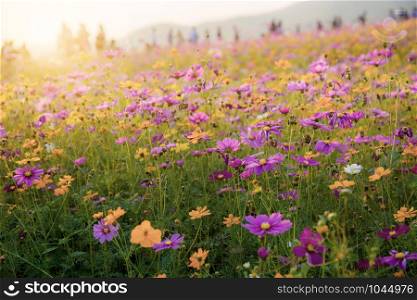 Cosmos on field with colorful at the sunlight.
