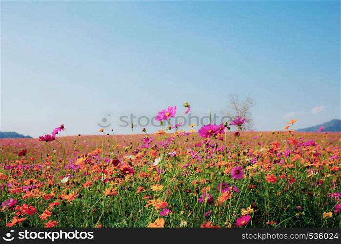 Cosmos on field with the colorful at blue sky background.