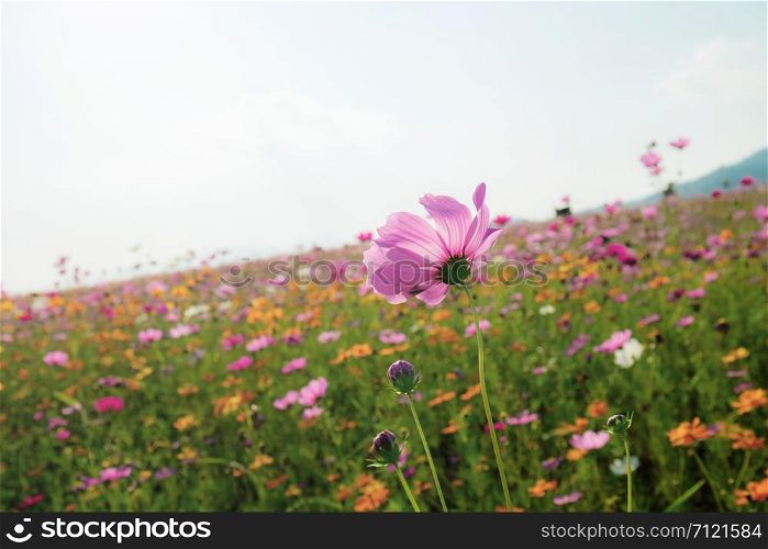 Cosmos on field with the sky at sunlight.