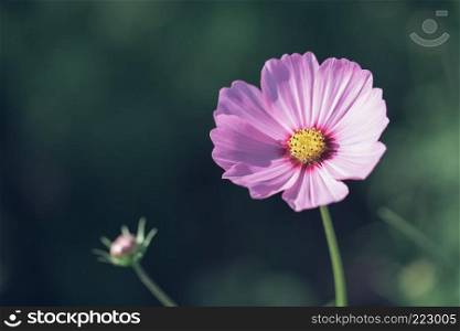 Cosmos pink flowers close up in field background vintage style