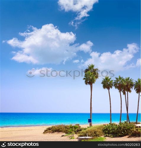 Costa Calma beach of Jandia Fuerteventura palm trees Canary Islands