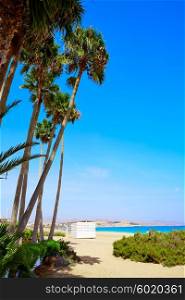 Costa Calma beach of Jandia Fuerteventura palm trees Canary Islands