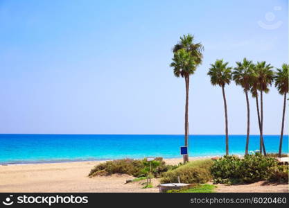 Costa Calma beach of Jandia Fuerteventura palm trees Canary Islands