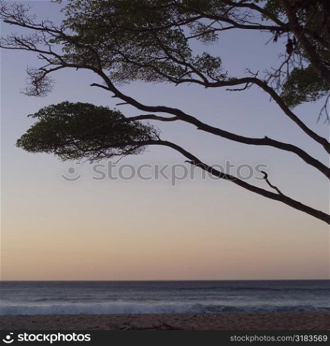 Costa Rican tree in silhouette