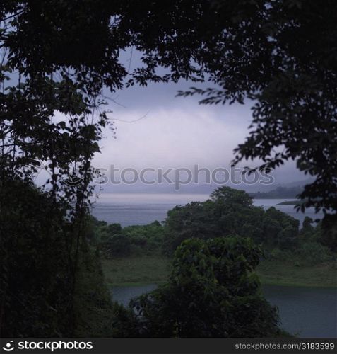 Costa Rican trees