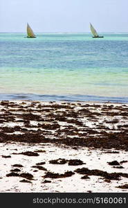 costline boat pirague in the blue lagoon relax of zanzibar africa