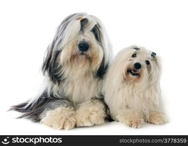 coton de tulear and bearded collie in front of white background