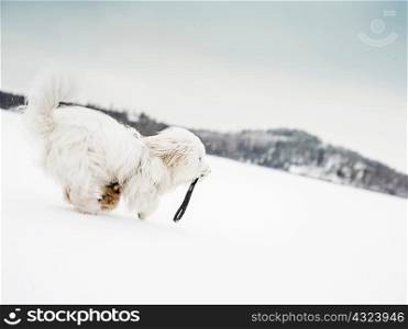 Coton de tulear dog running in snowy landscape