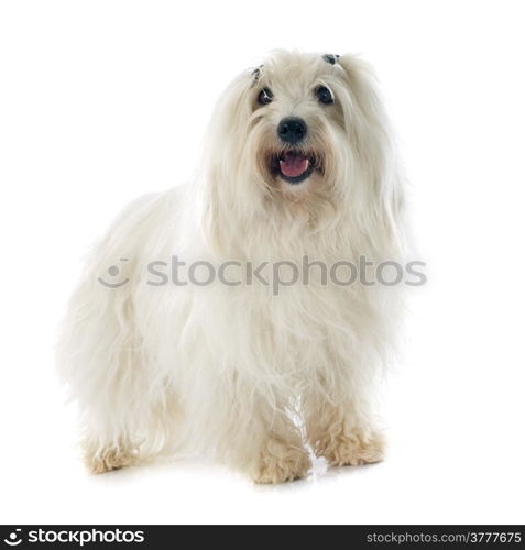 coton de tulear in front of white background