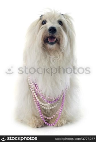 coton de tulear in front of white background