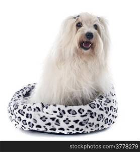 coton de tulear in front of white background