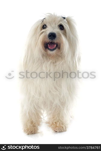 coton de tulear in front of white background