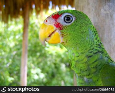 cotorra parrot green from Central America Mexico jungle