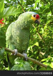 cotorra parrot green from Central America Mexico jungle