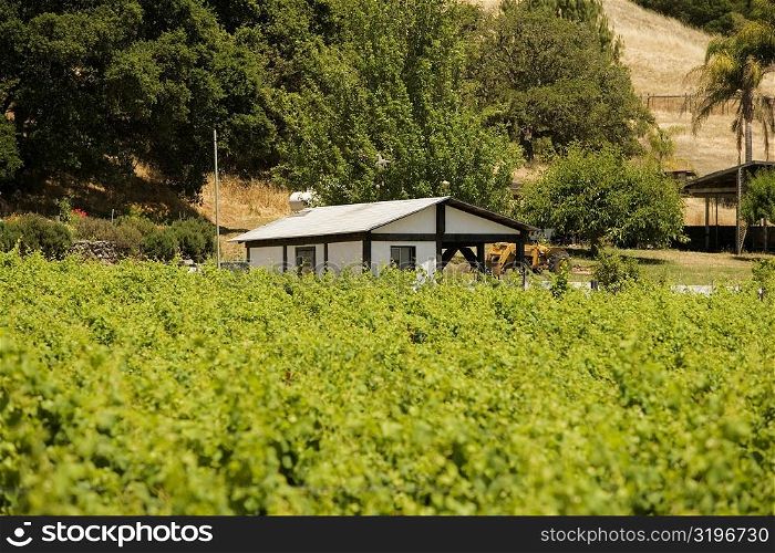Cottage in a vineyard