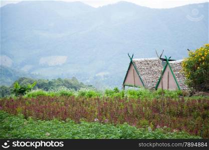 cottage is planted near agricultural areas. Agricultural and residential areas on the mountain.