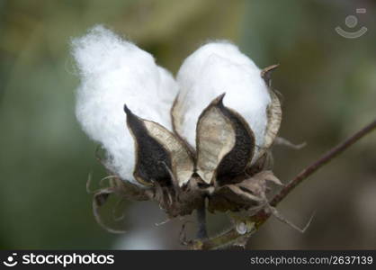 Cotton