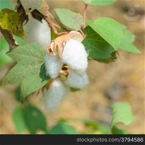 Cotton boll of Gossypium plant