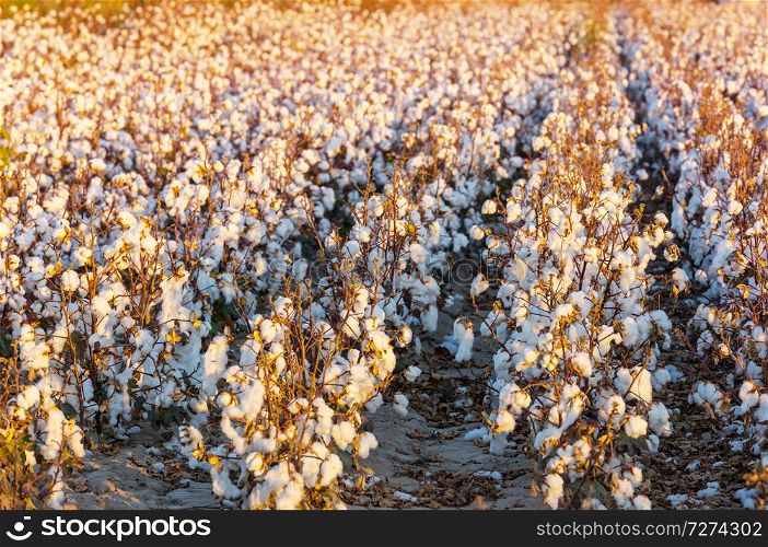 Cotton field at sunrise.