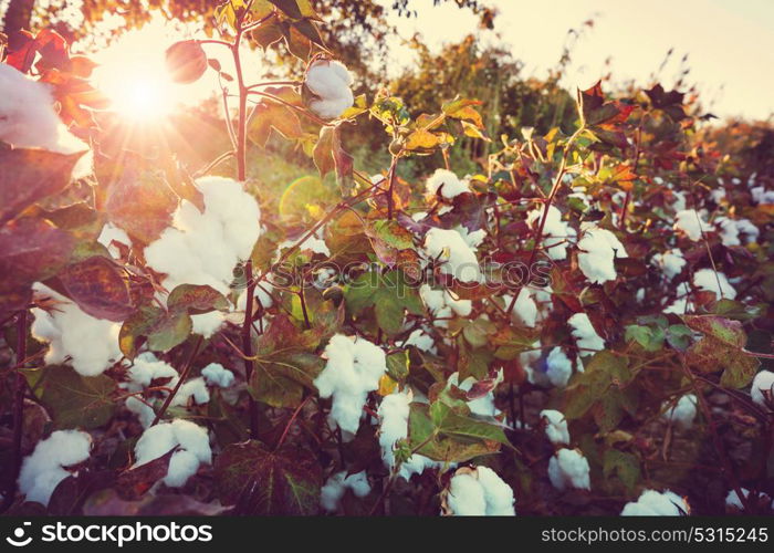 Cotton field at sunrise. Autumn season.