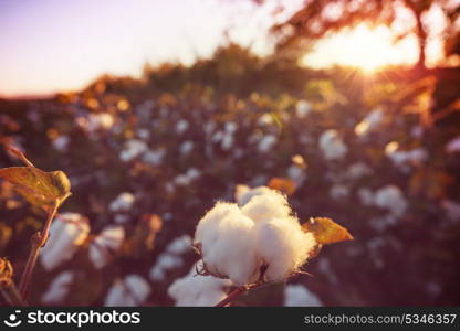 Cotton field at sunrise. Autumn season.
