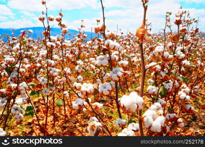 Cotton field background ready for harvest under the Israel sky macro close ups of plants