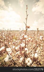 Cotton field background ready for harvest under the Israel sky macro close ups of plants. Retro style