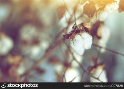 cotton field, cotton plant flower branch on sunset light background