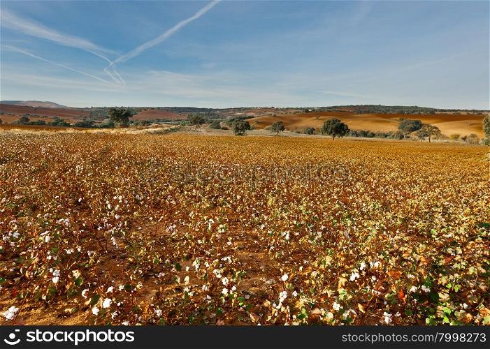 Cotton Field in Spain Ready for Harvests