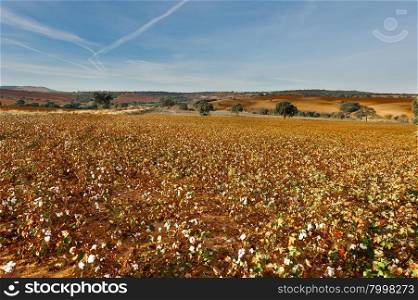 Cotton Field in Spain Ready for Harvests