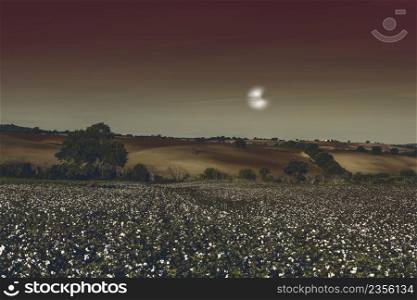 Cotton field in Spain ready for harvests in the light of the moon. Breathtaking landscape and nature of the Iberian Peninsula