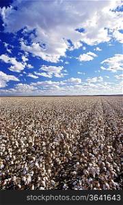 Cotton field, Lake Menindee, NSW, Australia