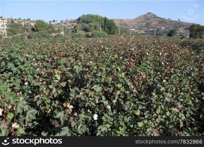 Cotton field on the farm near Aspendos, Turkey