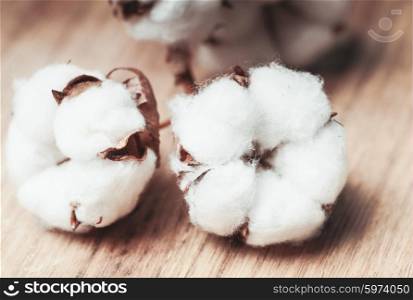 Cotton flower close up on wooden table. Cotton flower