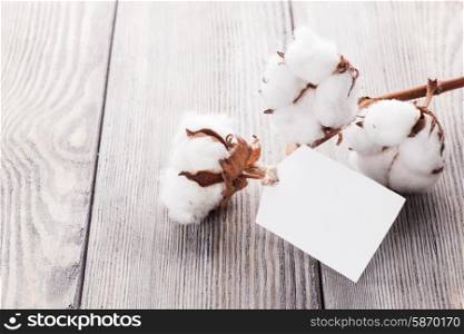 Cotton flower close up with tag - natural organic textile. Cotton organic textile