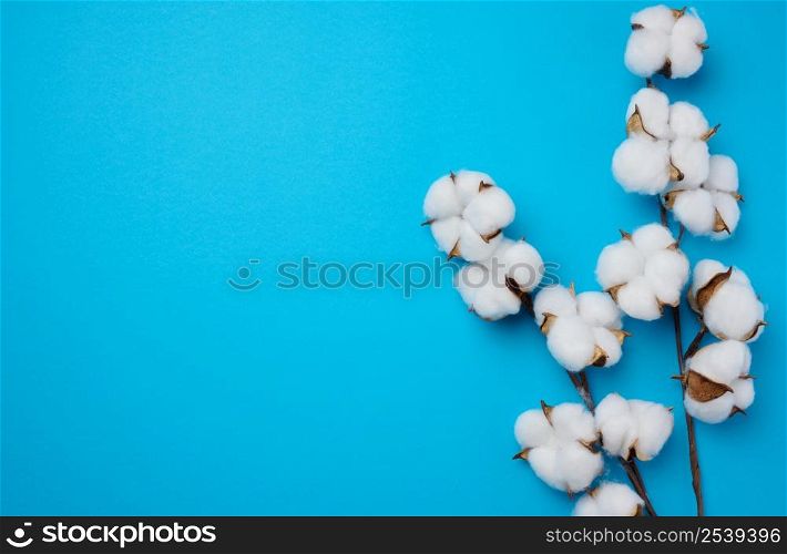 Cotton flower on a blue paper background, overhead. Minimalism flat lay composition, copy space