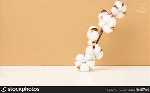Cotton flower on pastel beige paper background, overhead. Minimalism, background to showcase any product, copy space