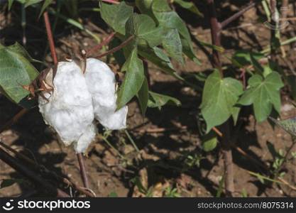 Cotton plant close up. Day light. Greece