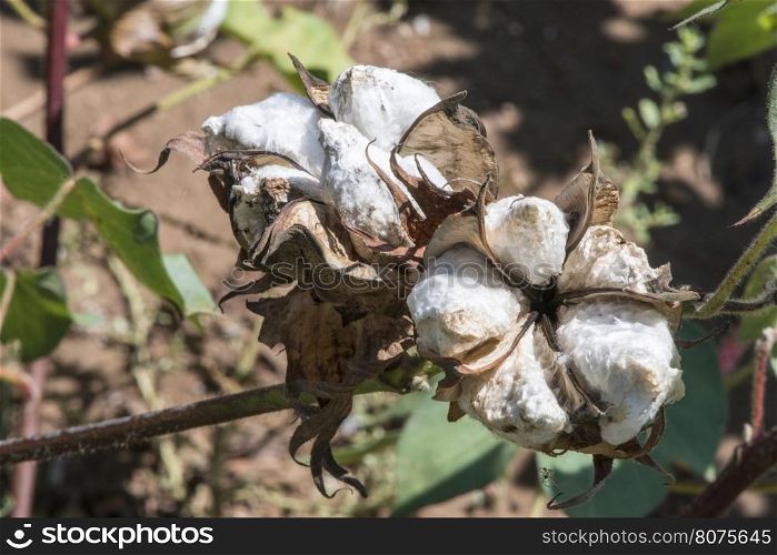 Cotton plant close up. Day light. Greece