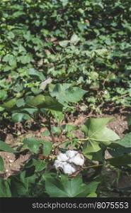 Cotton plantation. Green leaves. Blooming cotton. Greece