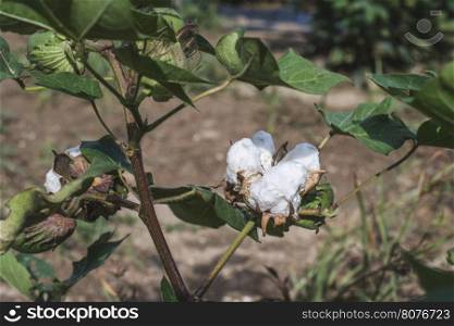 Cotton plantation. Green leaves. Blooming cotton. Greece