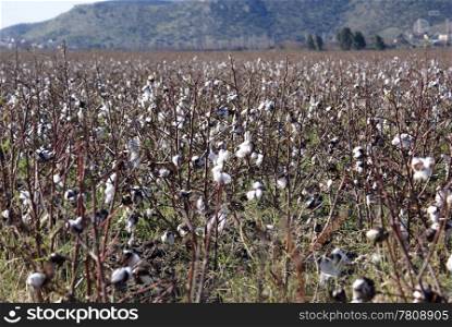 Cotton plantation on the field in Turkey