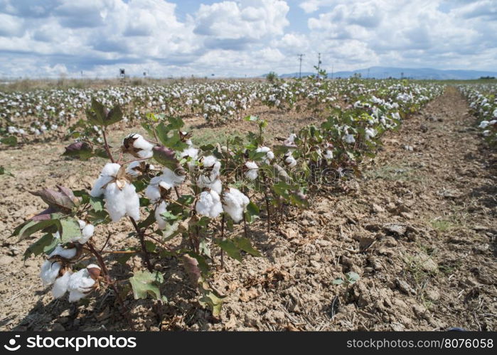 Cotton plants field. Sunny day