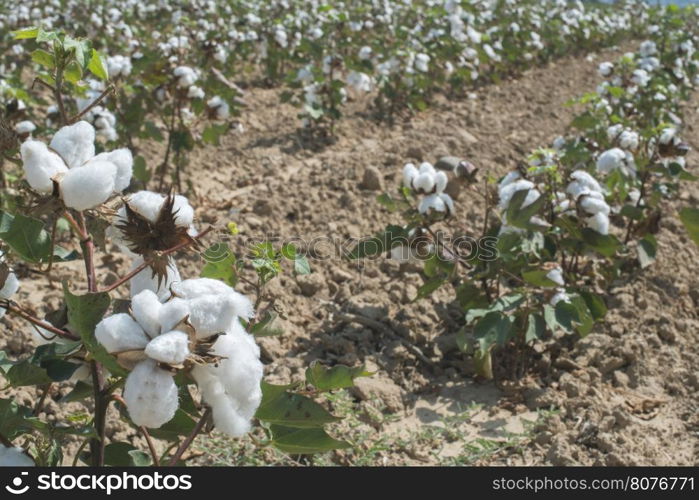 Cotton plants field. Sunny day