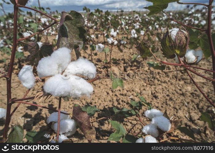 Cotton plants field. Sunny day