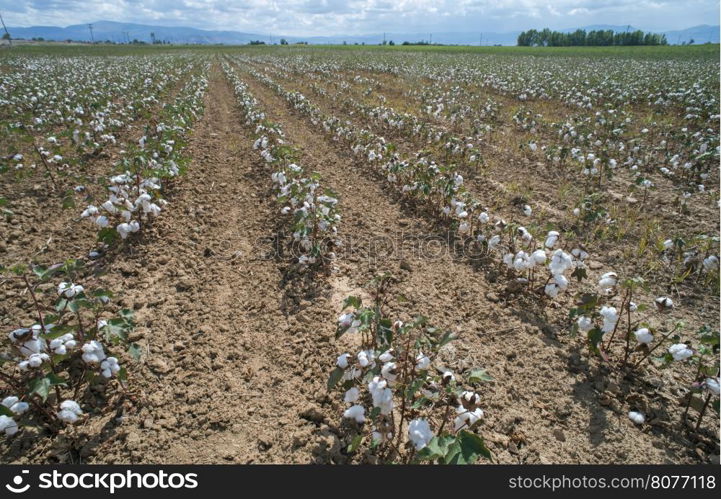 Cotton plants field. Sunny day