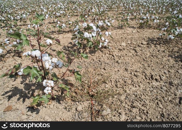 Cotton plants field. Sunny day