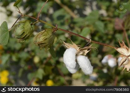 cotton plants near the city of Amnat Charoen in the Provinz Amnat Charoen in the northwest of Ubon Ratchathani in the Region of Isan in Northeast Thailand in Thailand.&#xA;